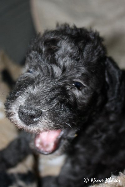 Rüde 2009-06-14 (12).JPG